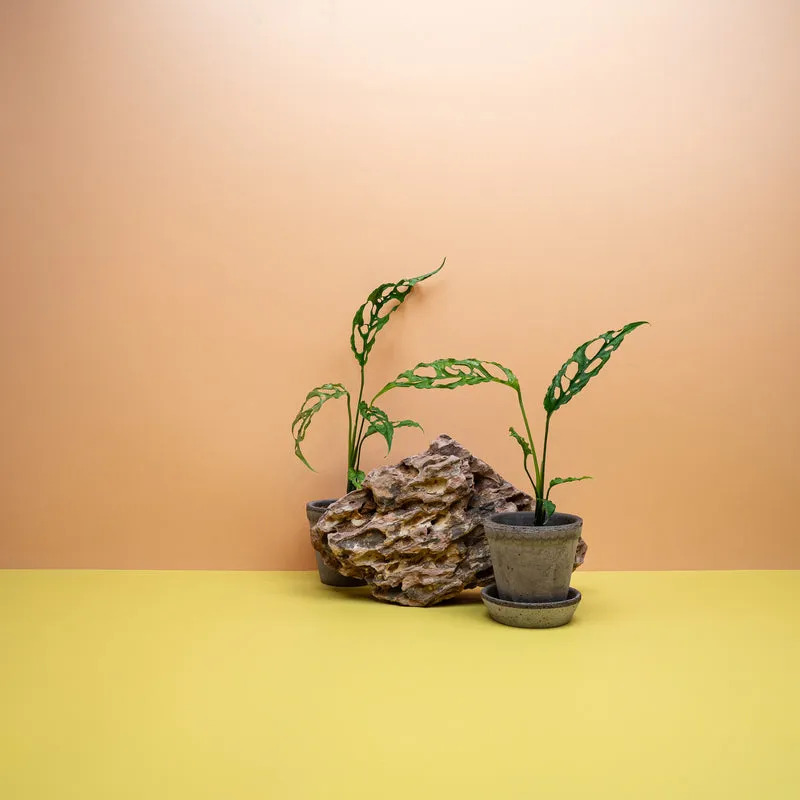 MONSTERA OBLIQUA PERU