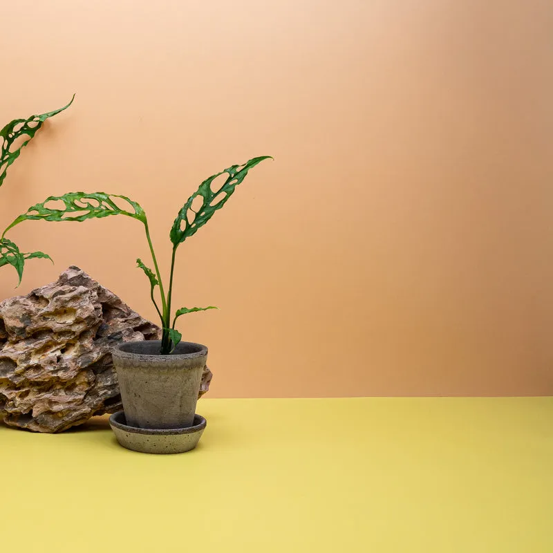 MONSTERA OBLIQUA PERU