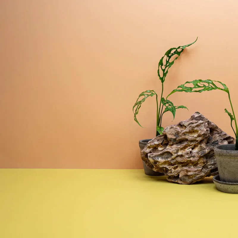 MONSTERA OBLIQUA PERU