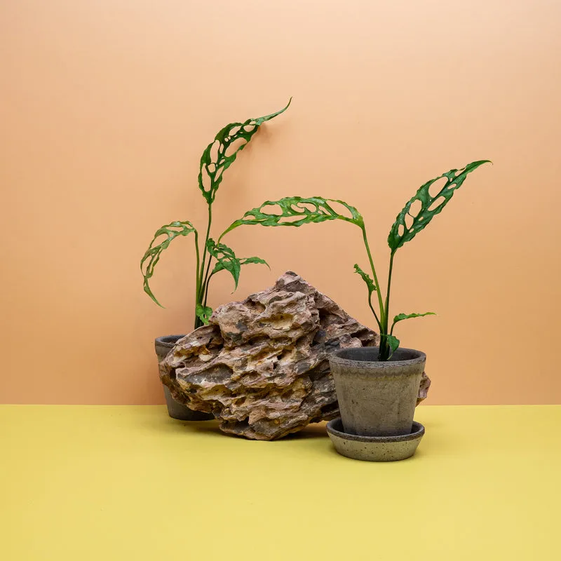 MONSTERA OBLIQUA PERU