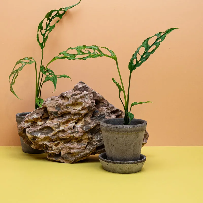 MONSTERA OBLIQUA PERU
