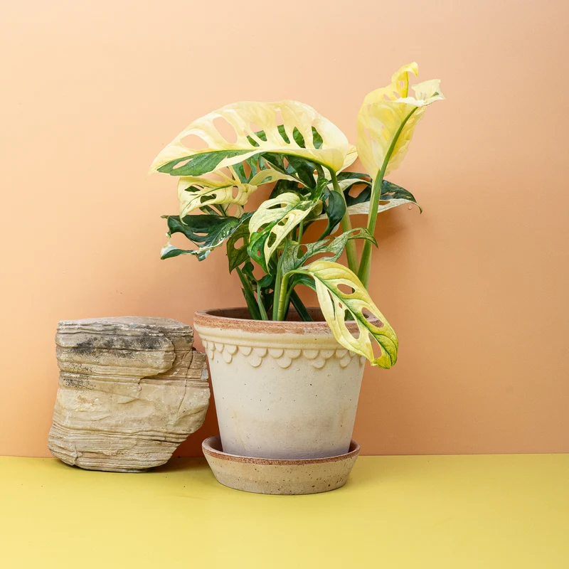 MONSTERA ADANSONII VARIEGATA