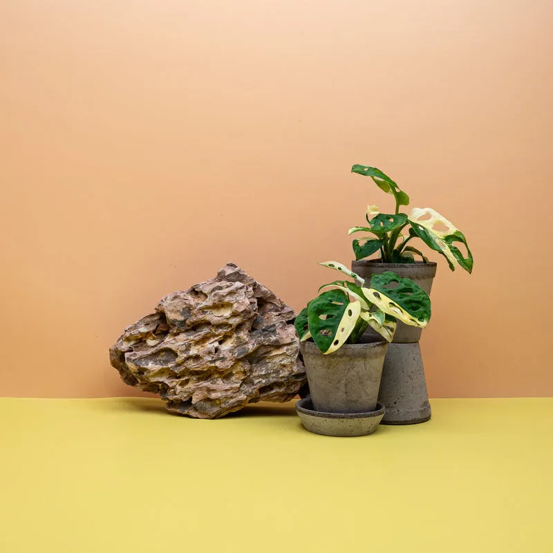 MONSTERA ADANSONII VARIEGATA