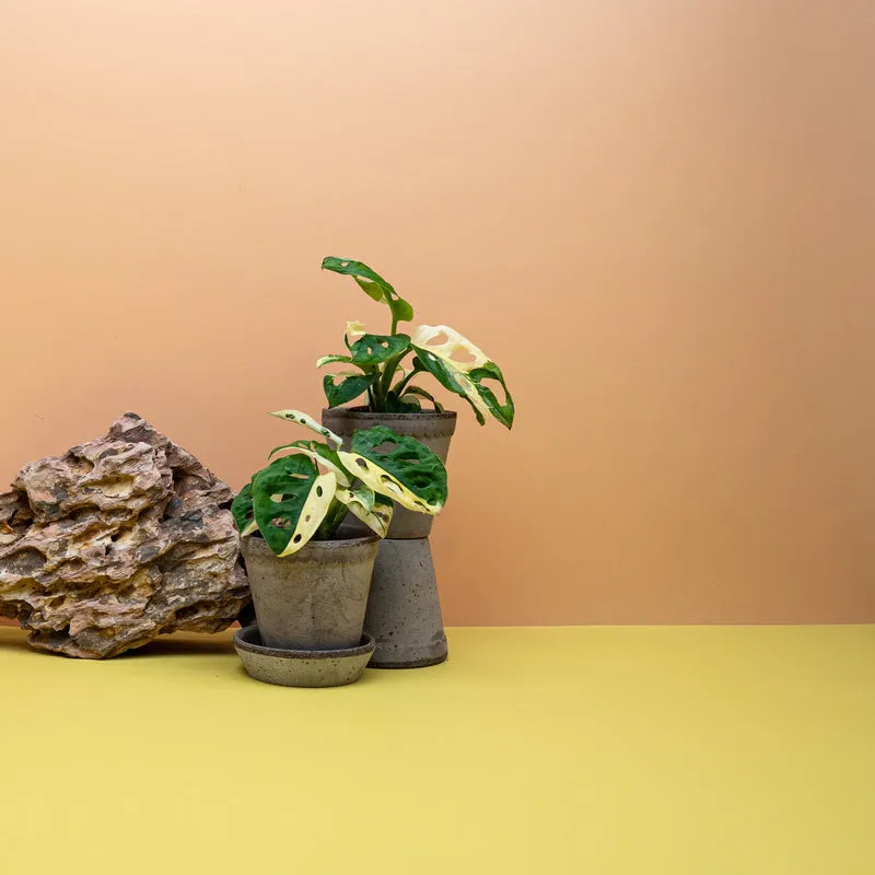 MONSTERA ADANSONII VARIEGATA