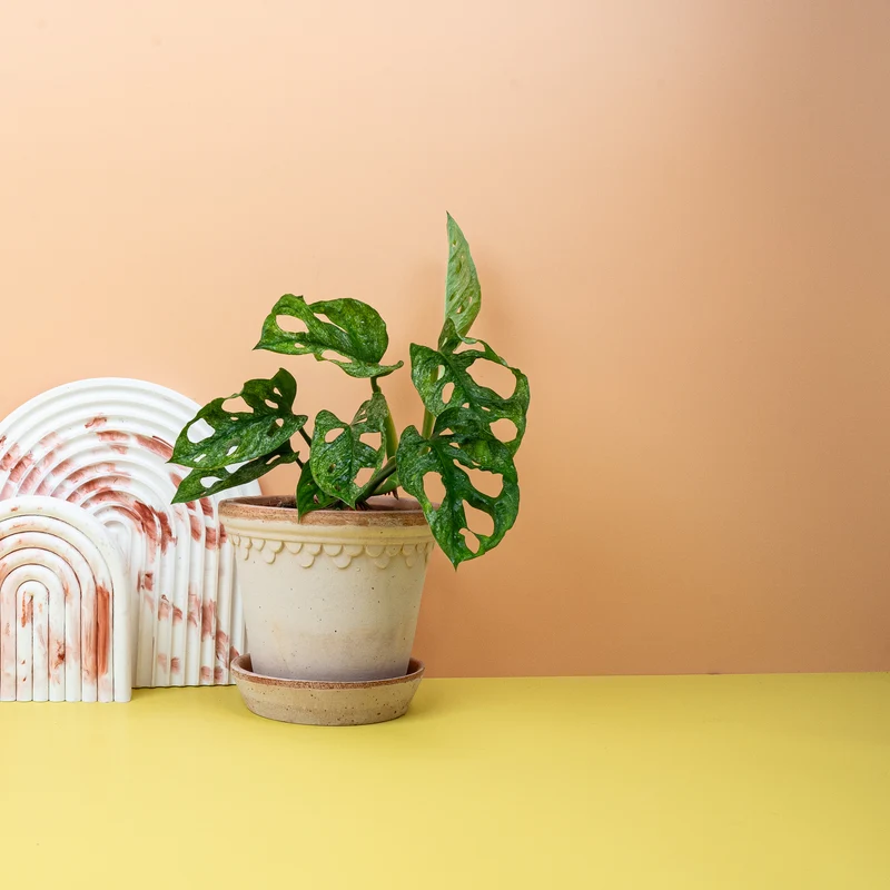 MONSTERA ADANSONII VARIEGATA MINT