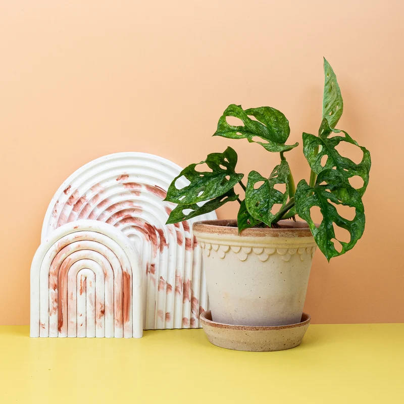 MONSTERA ADANSONII VARIEGATA MINT