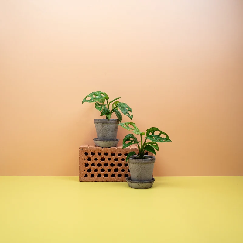 MONSTERA ADANSONII VARIEGATA MINT