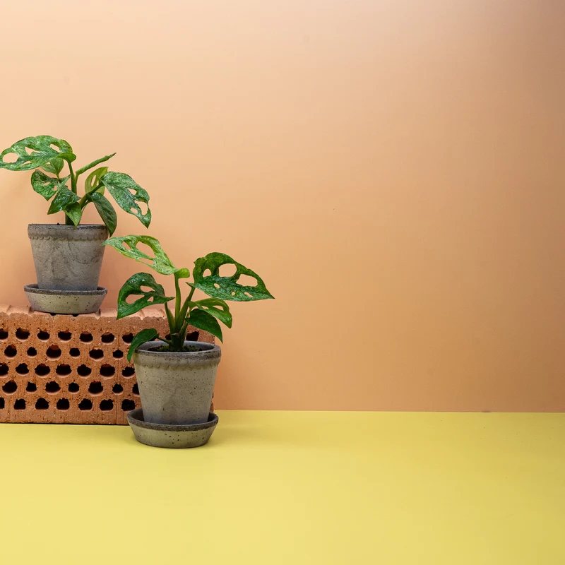 MONSTERA ADANSONII VARIEGATA MINT