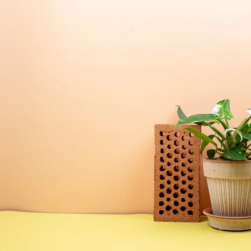 PHILODENDRON WHITE PRINCESS