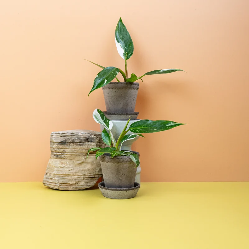 PHILODENDRON WHITE PRINCESS