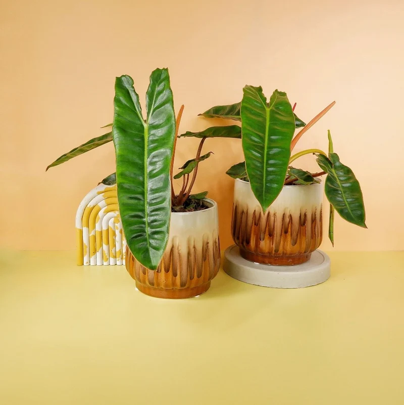 PHILODENDRON BILLIETIAE