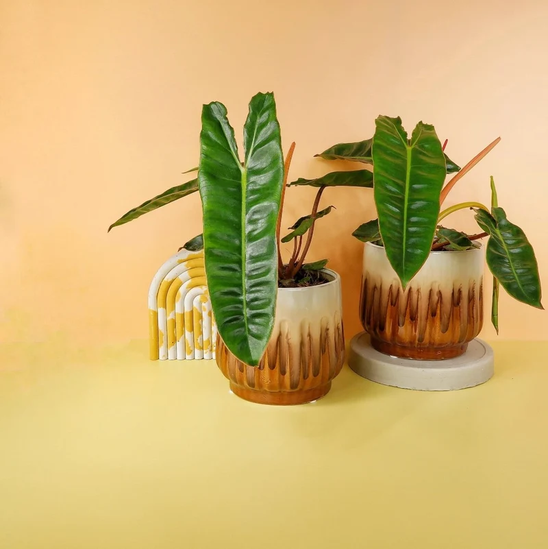 PHILODENDRON BILLIETIAE