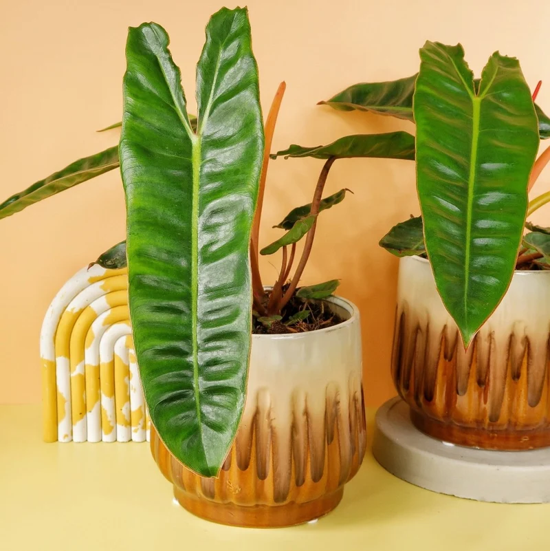 PHILODENDRON BILLIETIAE