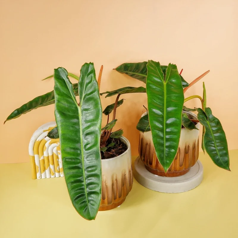 PHILODENDRON BILLIETIAE