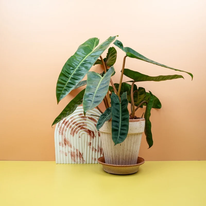 PHILODENDRON BILLIETIAE