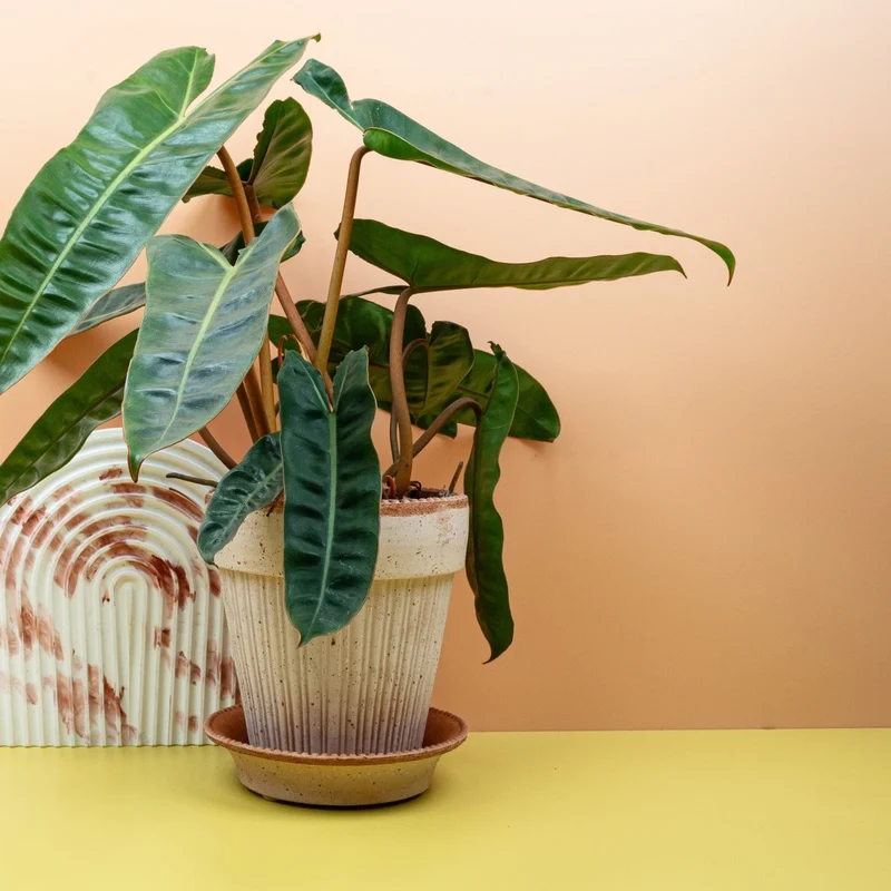 PHILODENDRON BILLIETIAE