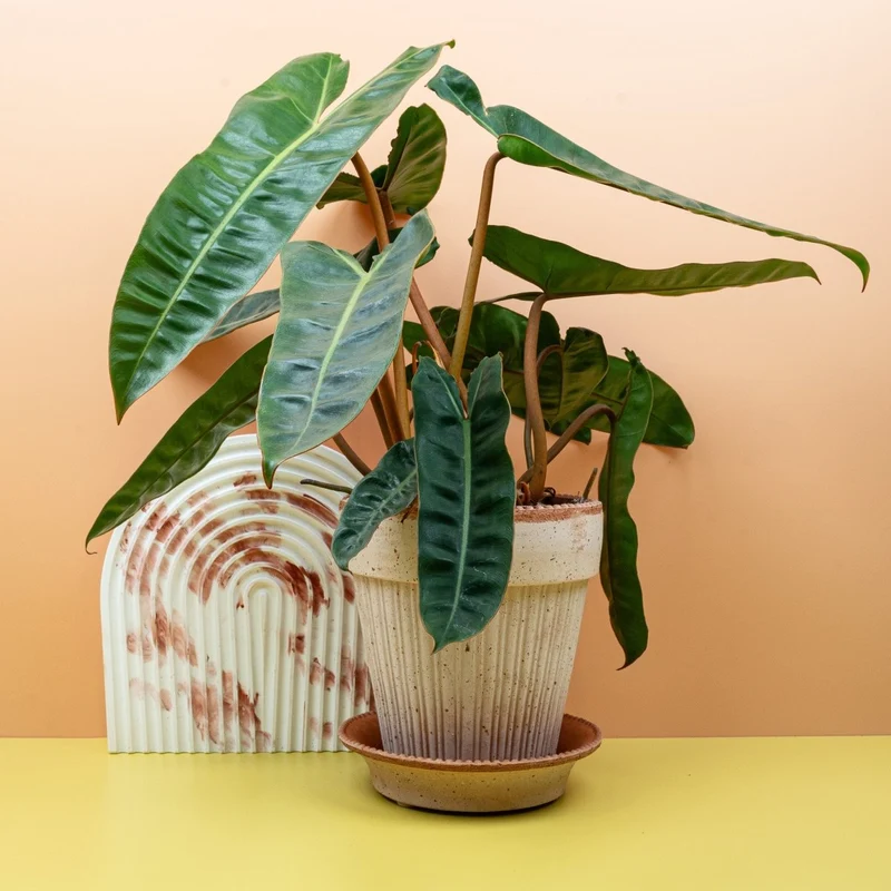 PHILODENDRON BILLIETIAE