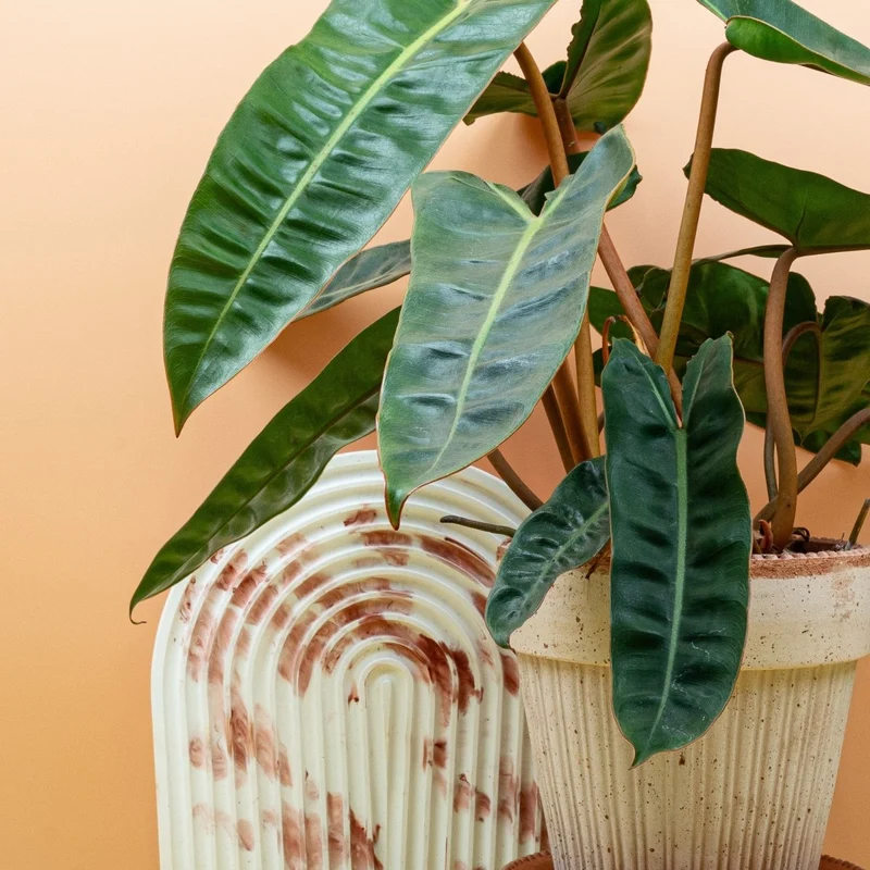PHILODENDRON BILLIETIAE