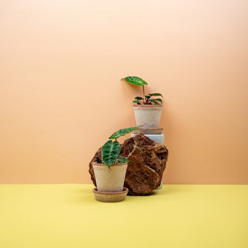 PHILODENDRON BILLIETIAE