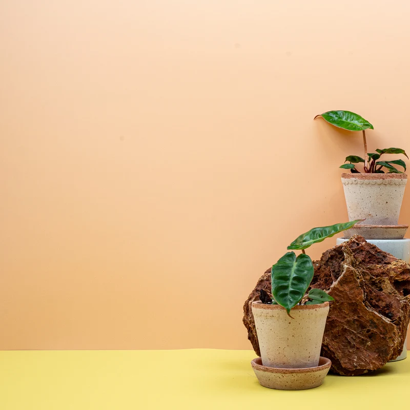 PHILODENDRON BILLIETIAE