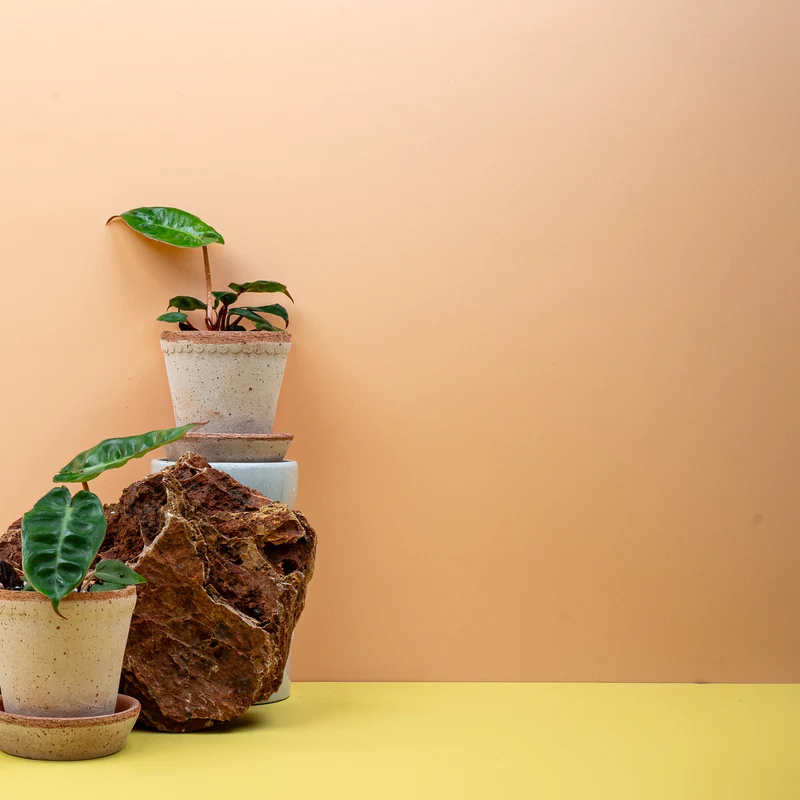 PHILODENDRON BILLIETIAE
