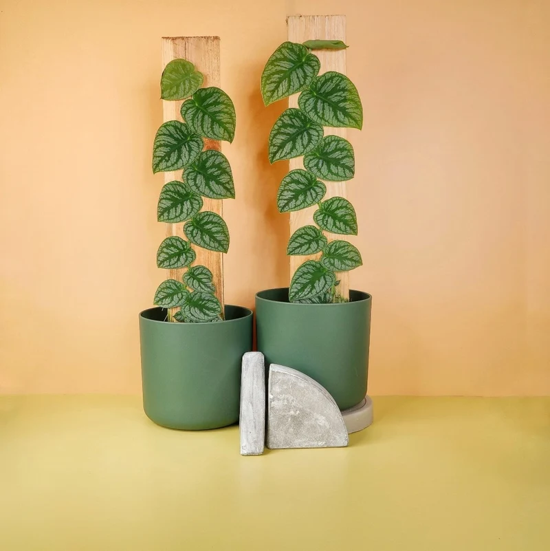 MONSTERA DUBIA