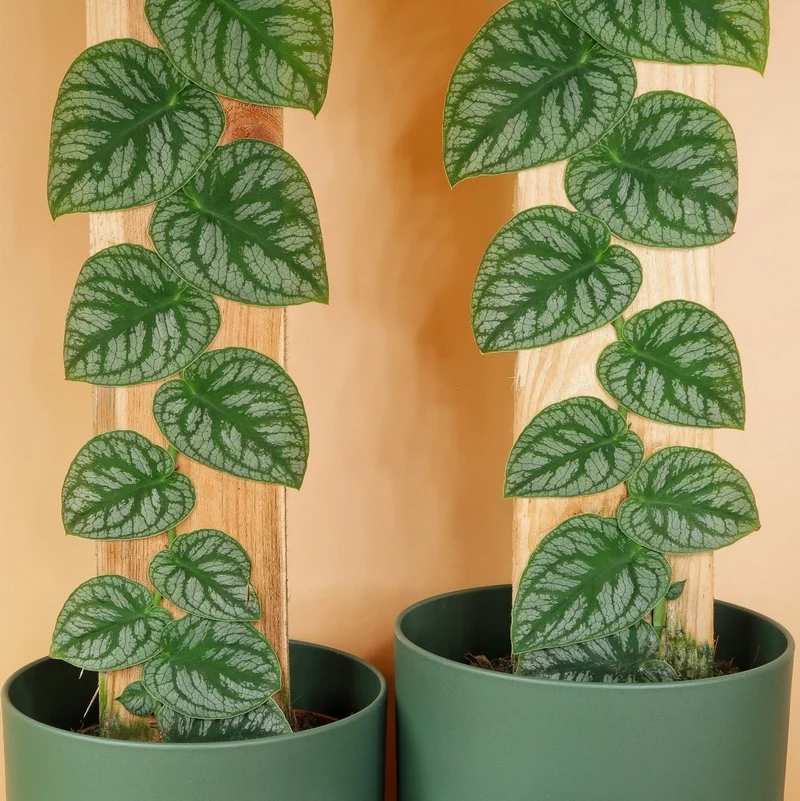 MONSTERA DUBIA