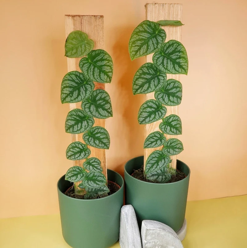 MONSTERA DUBIA