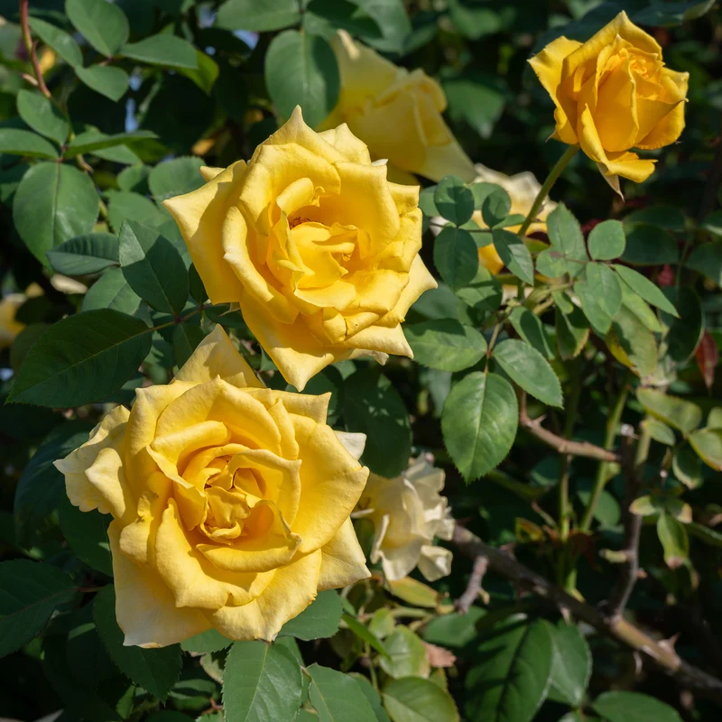 Gelbe Kletterrose