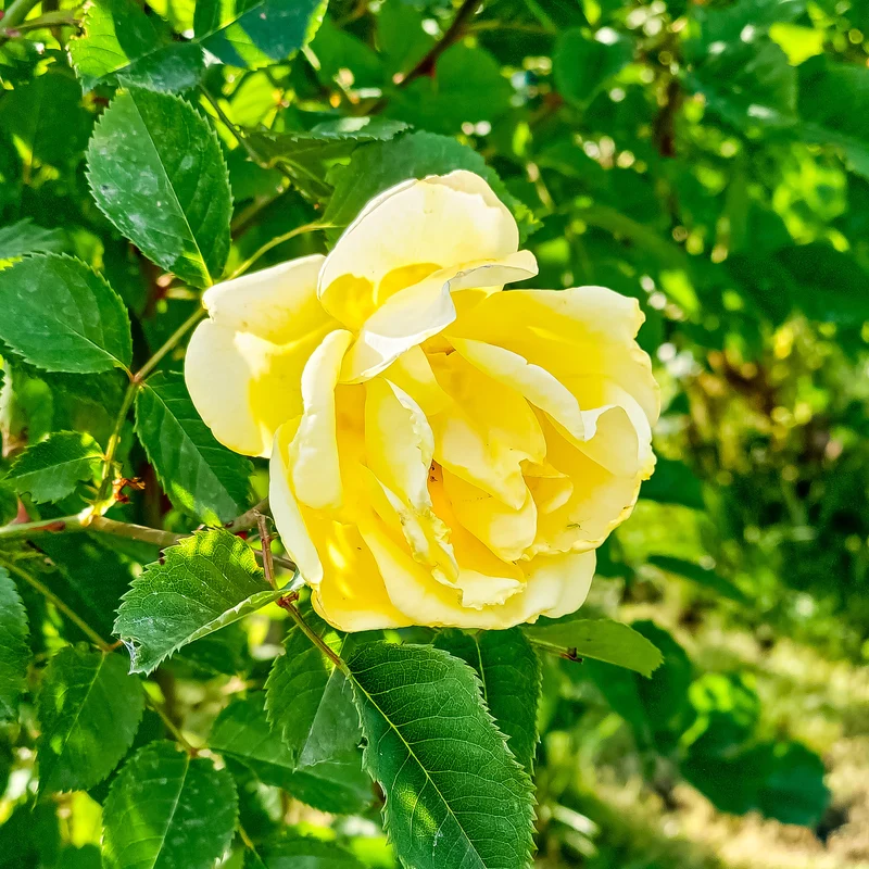 Gelbe Kletterrose