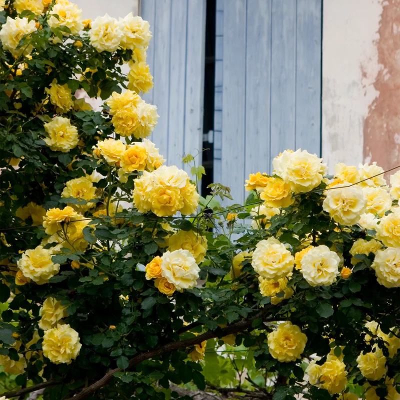 Gelbe Kletterrose