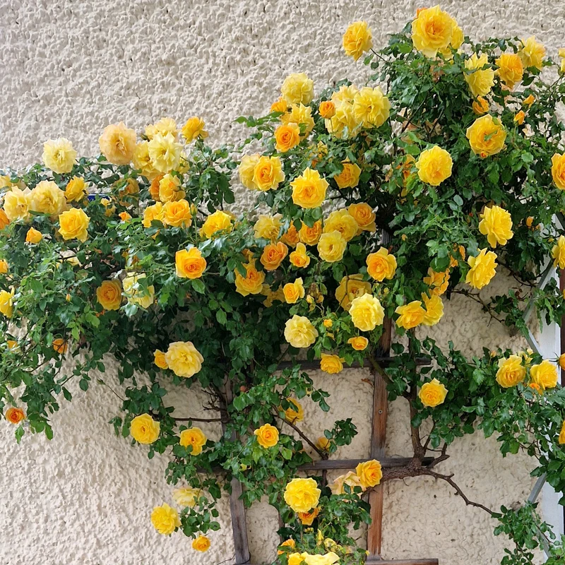 Gelbe Kletterrose