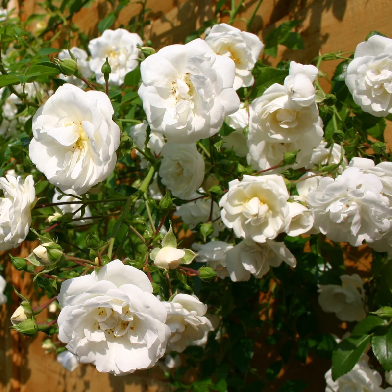 Weiße Kletterrose