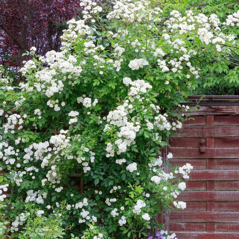 Weiße Kletterrose