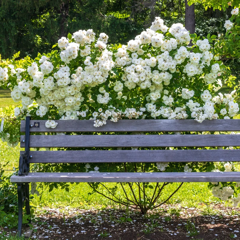 Weiße Kletterrose