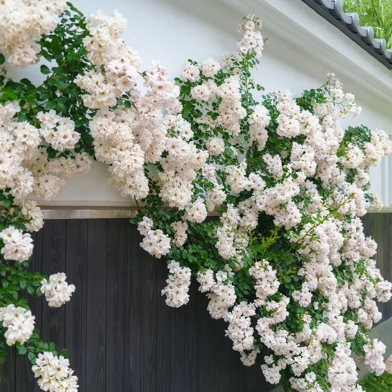 Weiße Kletterrose
