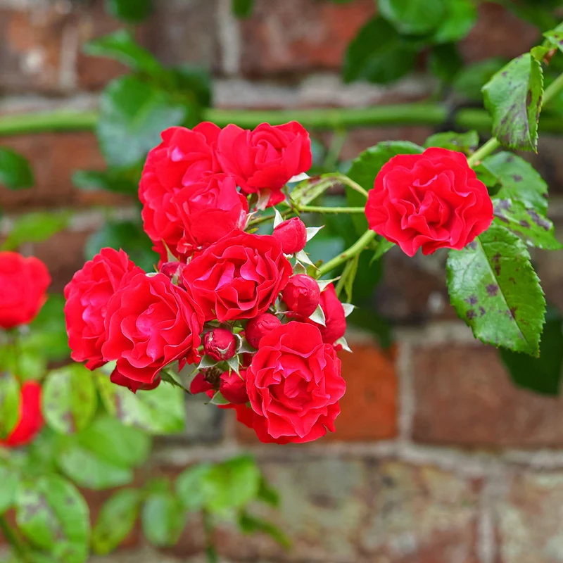 Rote Kletterrose