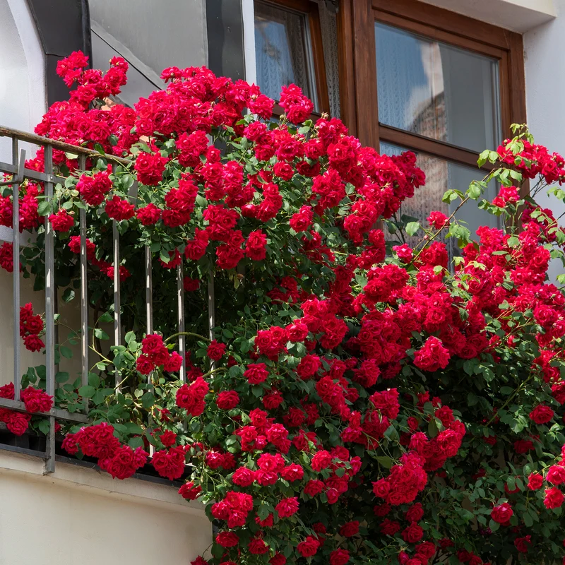 Rote Kletterrose