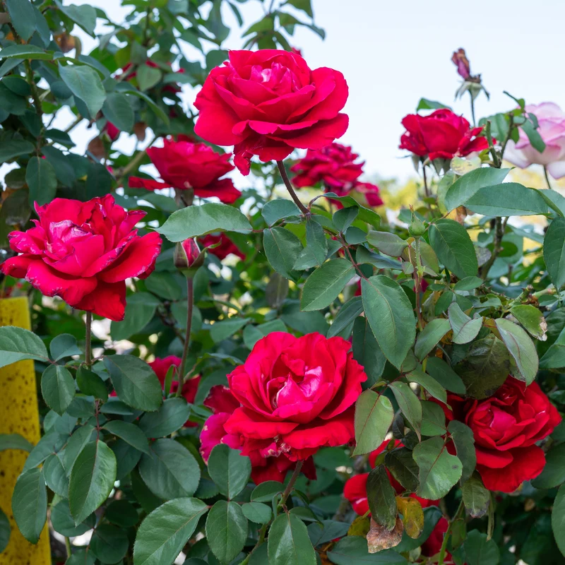 Rote Kletterrose