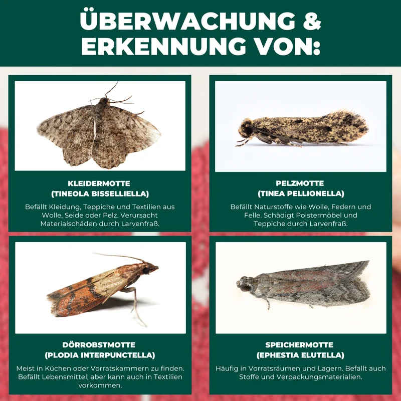 Mottenfalle 6 Stück
