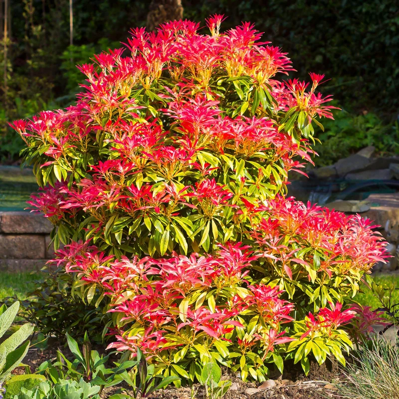 Schattenglöckchen 'Mountain Fire'