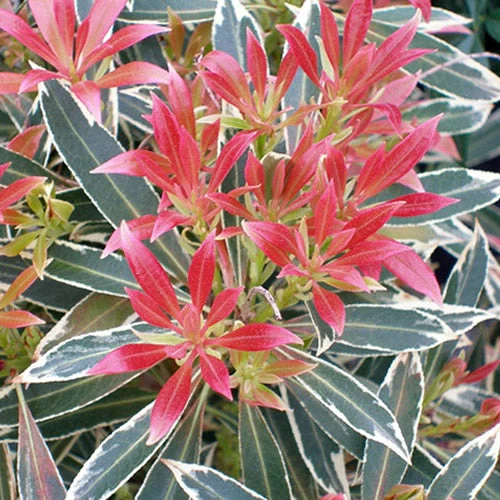 Schattenglöckchen 'Flaming Silver'