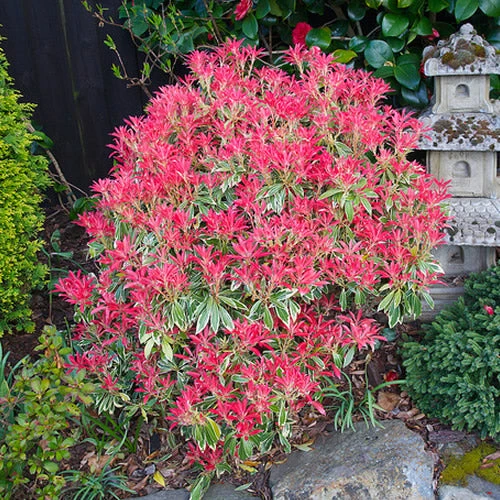 Schattenglöckchen 'Flaming Silver'