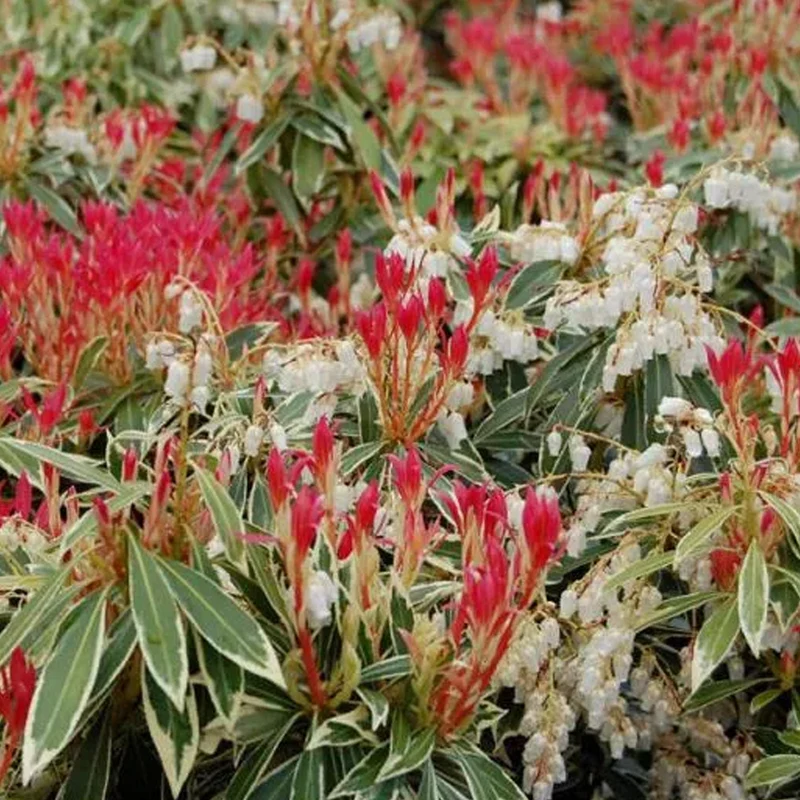 Schattenglöckchen 'Flaming Silver'