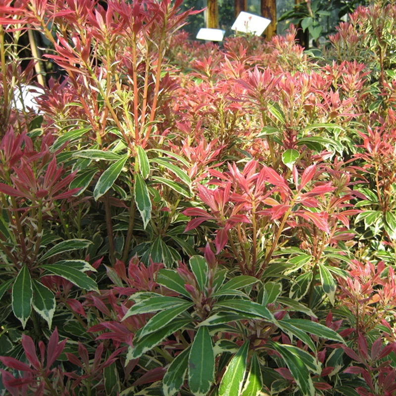 Schattenglöckchen 'Flaming Silver'