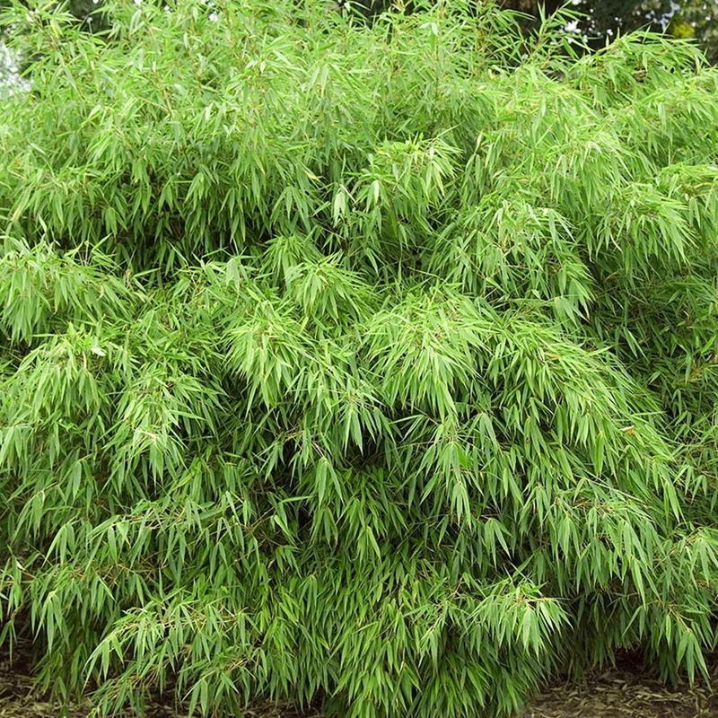Schirmbambus 'Rufa'
