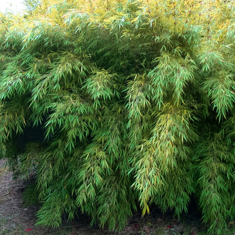 Schirmbambus 'Rufa'