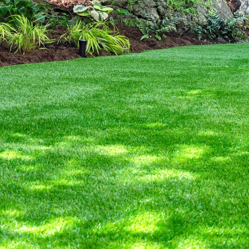 Gardeners Dream Schattenrasensamen