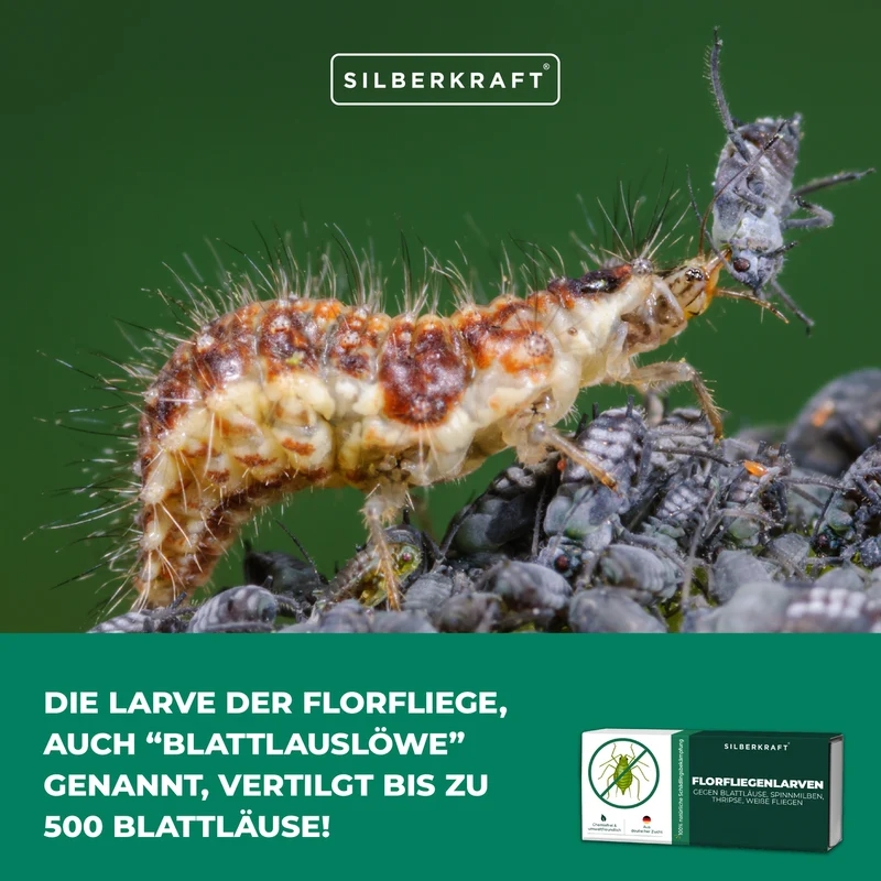 Florfliegenlarven gegen Blattläuse, Spinnmilben, Thripse, weiße Fliegen