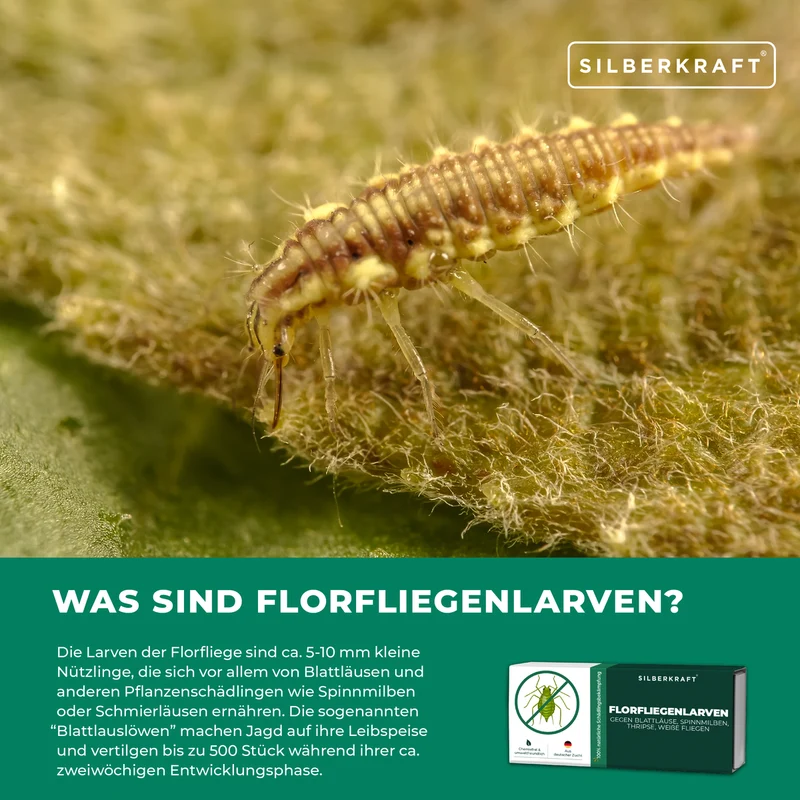 Florfliegenlarven gegen Blattläuse, Spinnmilben, Thripse, weiße Fliegen
